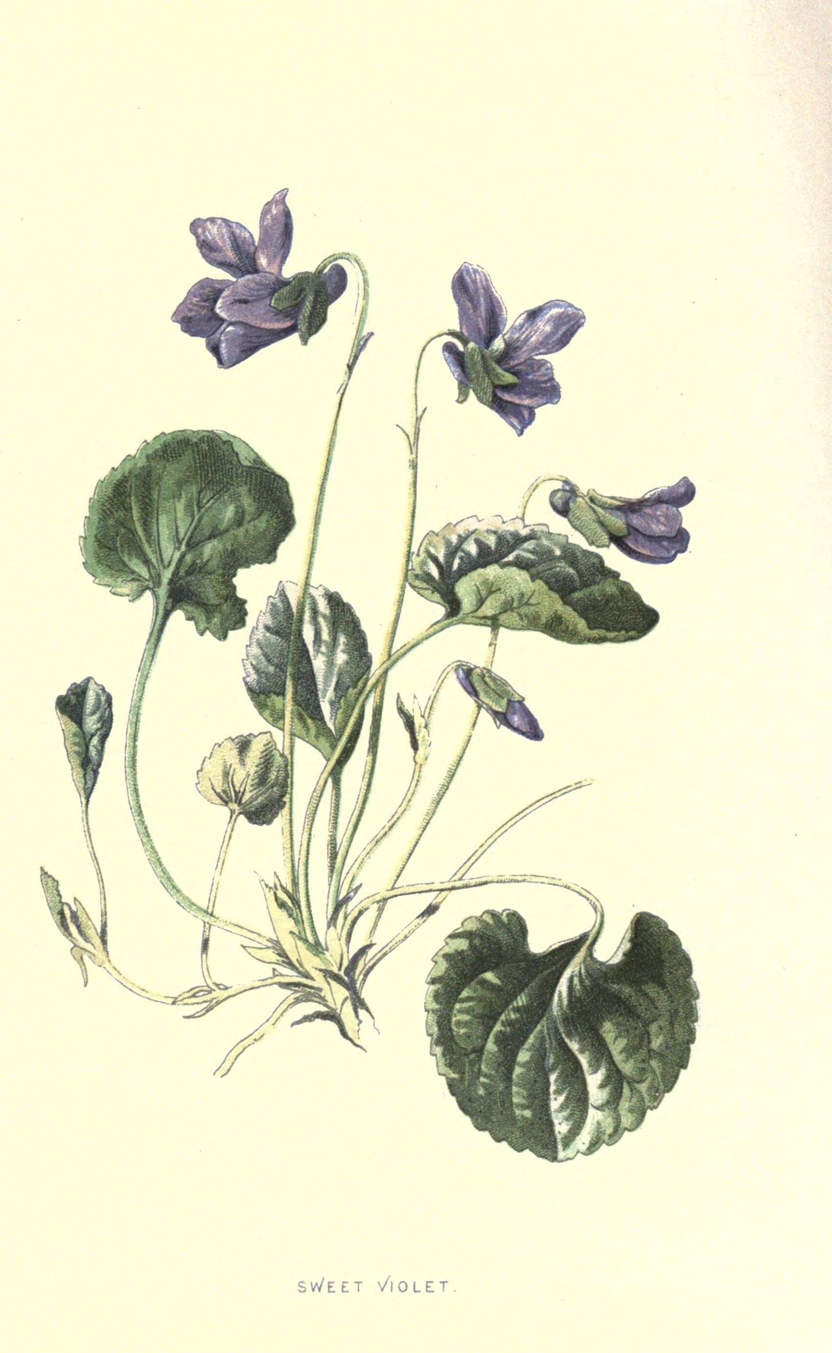 Image of sweet violet