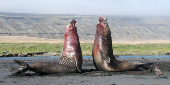 Image of elephant seal