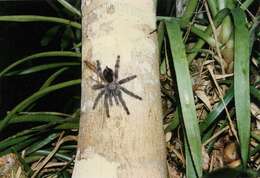 Image of Yellow Banded Pinktoe Tarantula