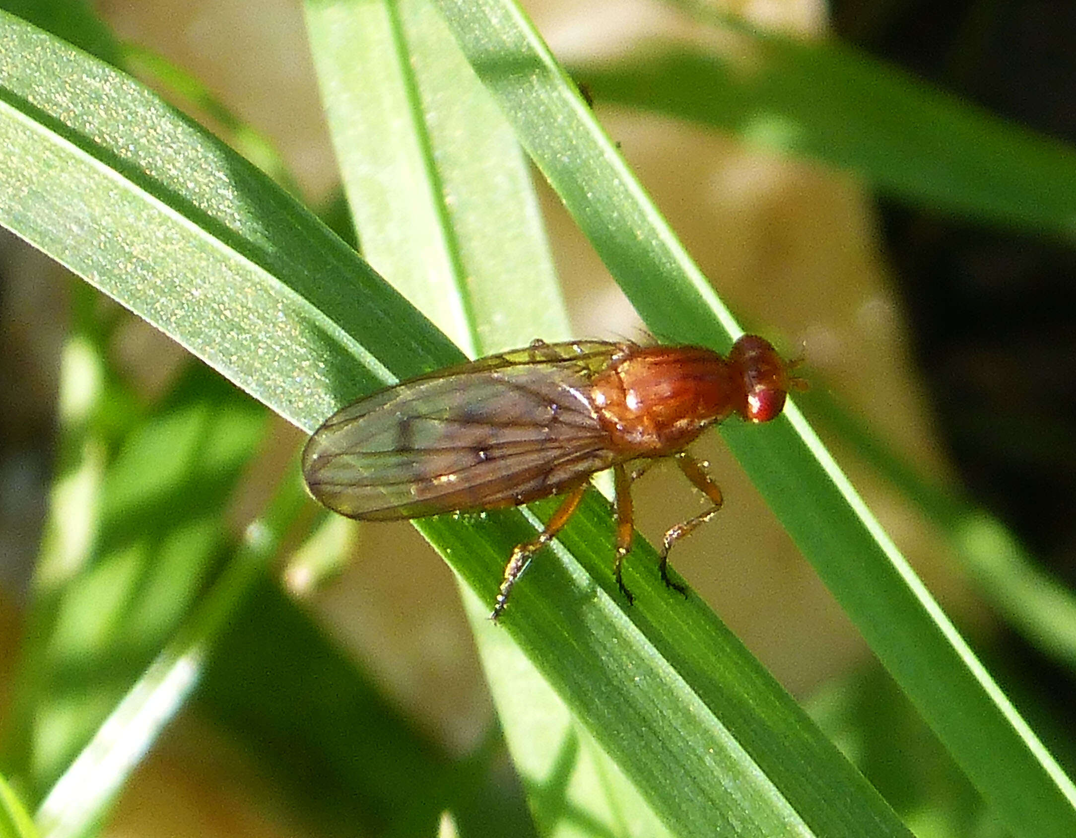 Image de Dryomyza anilis Fallen 1820