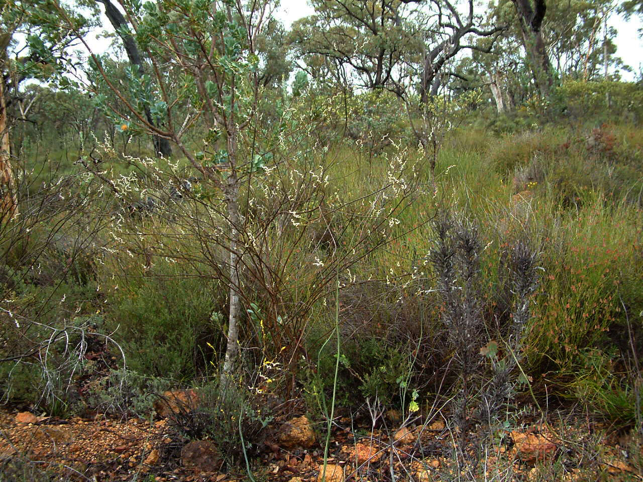 Image of Spirogardnera rubescens Stauffer