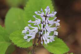 Image de Plectranthus hadiensis (Forssk.) Schweinf. ex Sprenger