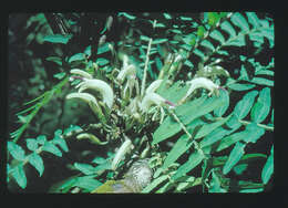 Image of cyanea