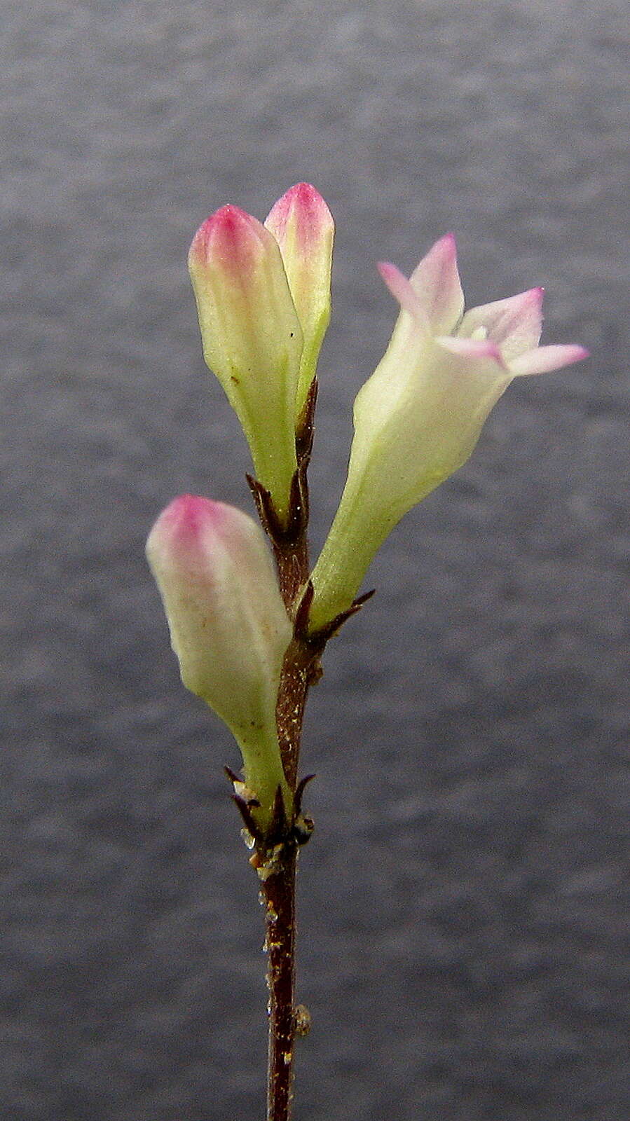 Plancia ëd Spigelia genuflexa Popovkin & Struwe