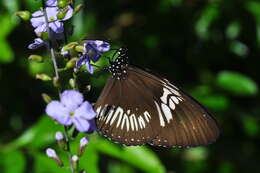 Sivun Euploea eupator Hewitson 1856 kuva