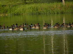 Image of Lesser Scaup