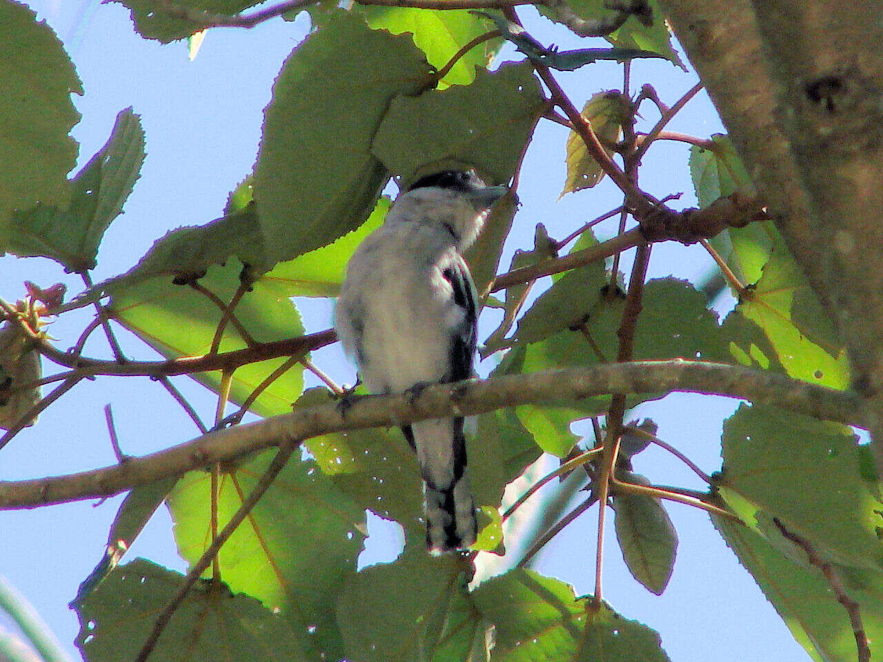 Image of Gray-collared Becard