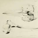 Sivun <i>Delphinus metis</i> Gray 1846 kuva