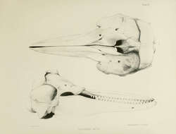Image of <i>Delphinus metis</i> Gray 1846