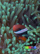 Image of Amphiprion
