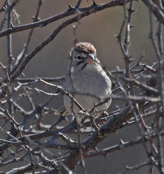 Слика од Peucaea carpalis Coues 1873