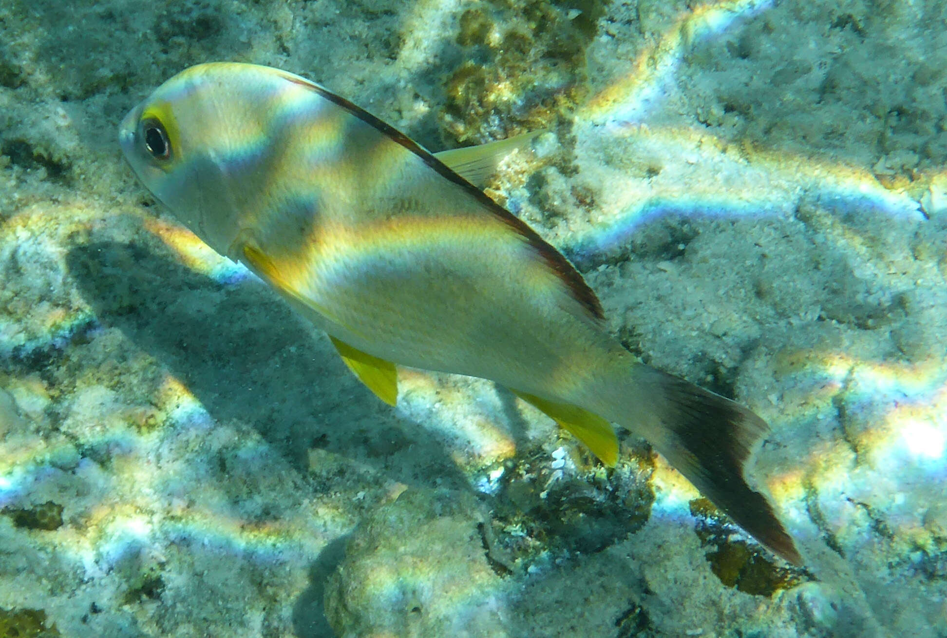 Image of Blacktail snapper