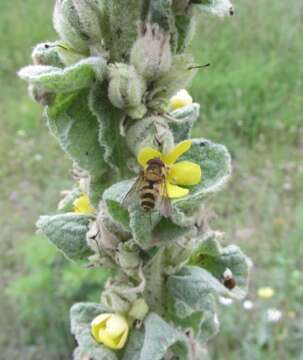 Image of Great Mullein