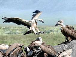 Image of White-backed Vulture