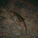 Image of Bar-sided Forest-skink