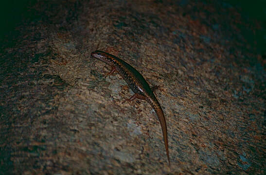 Image of Bar-sided Forest-skink