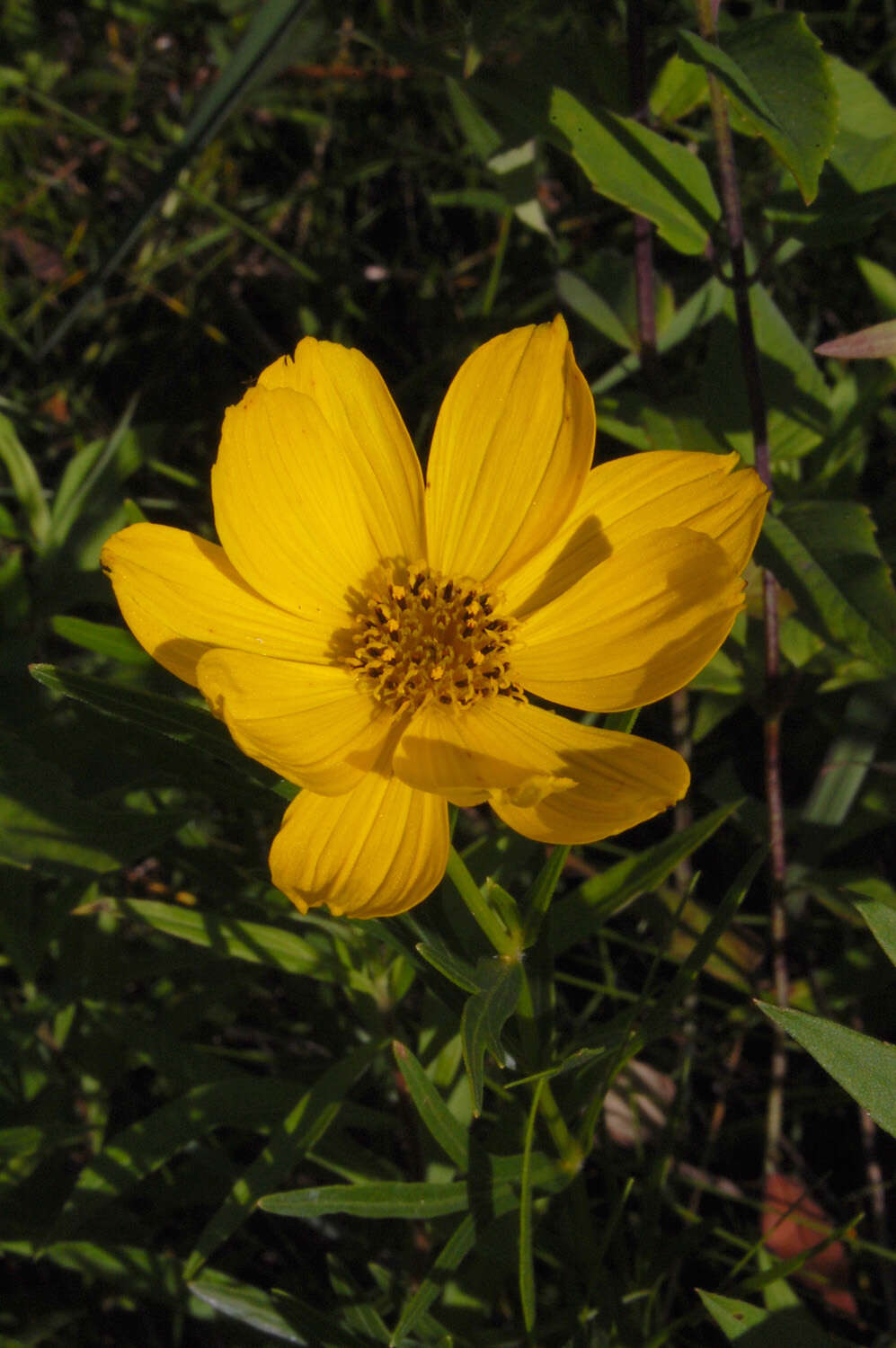 صورة Coreopsis palmata Nutt.