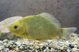 Image of Crucian Carp