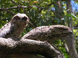 Image of Tawny Frogmouth