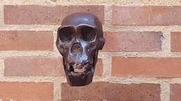 Image of Australopithecus Dart 1925