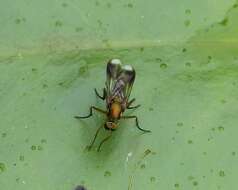 Image of Poecilobothrus nobilitatus (Linnaeus 1767)