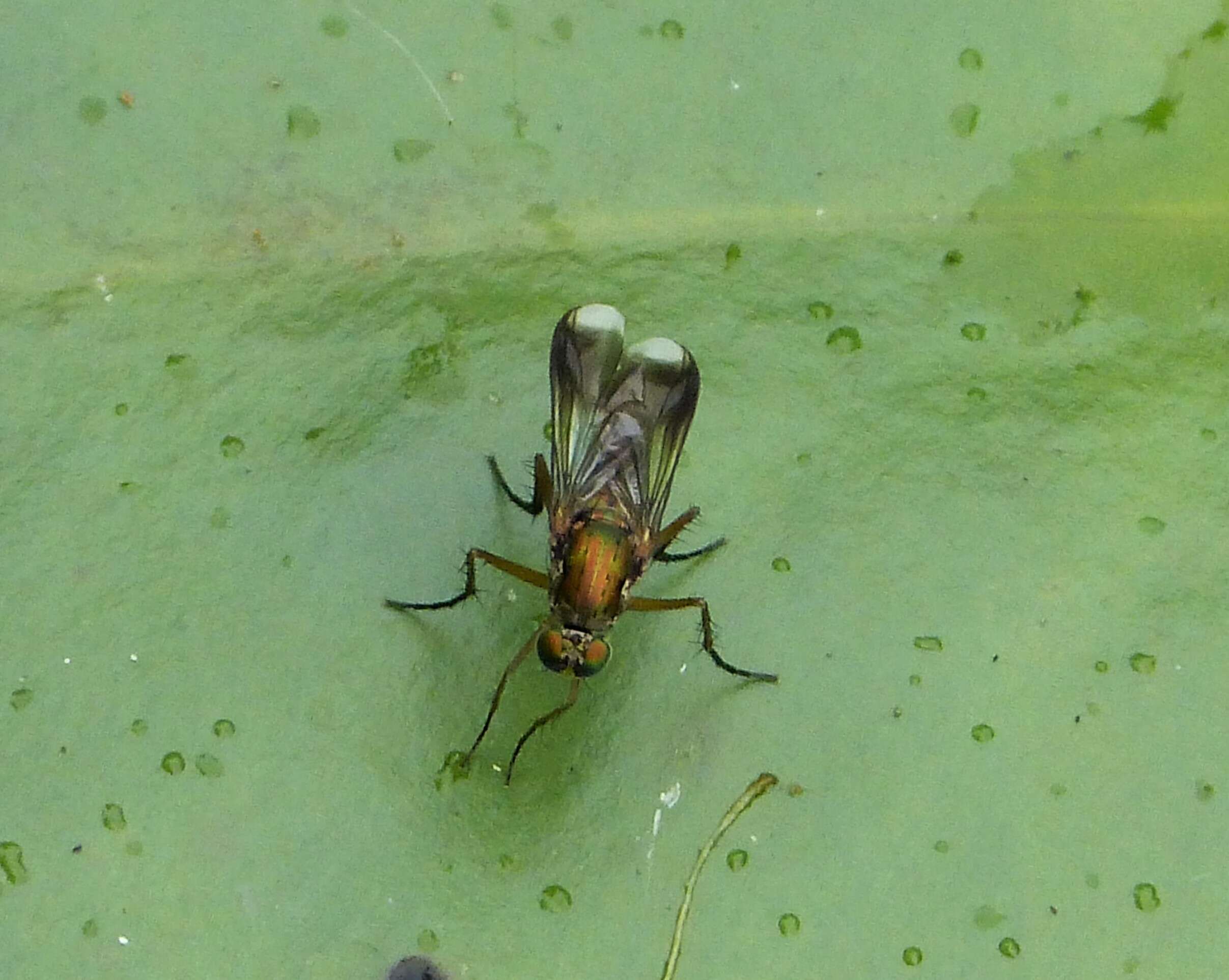 Image of Poecilobothrus nobilitatus (Linnaeus 1767)