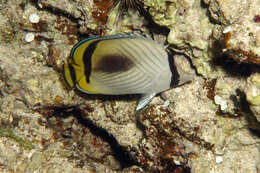 Image of Butterfly fish