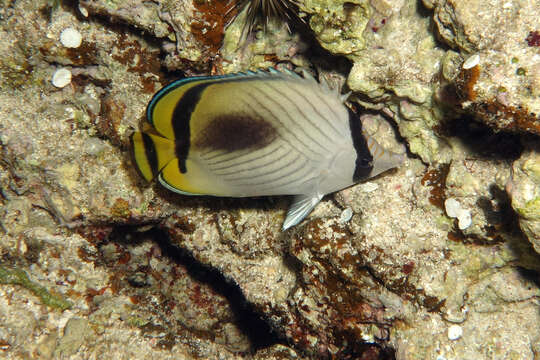 Imagem de Chaetodon vagabundus Linnaeus 1758