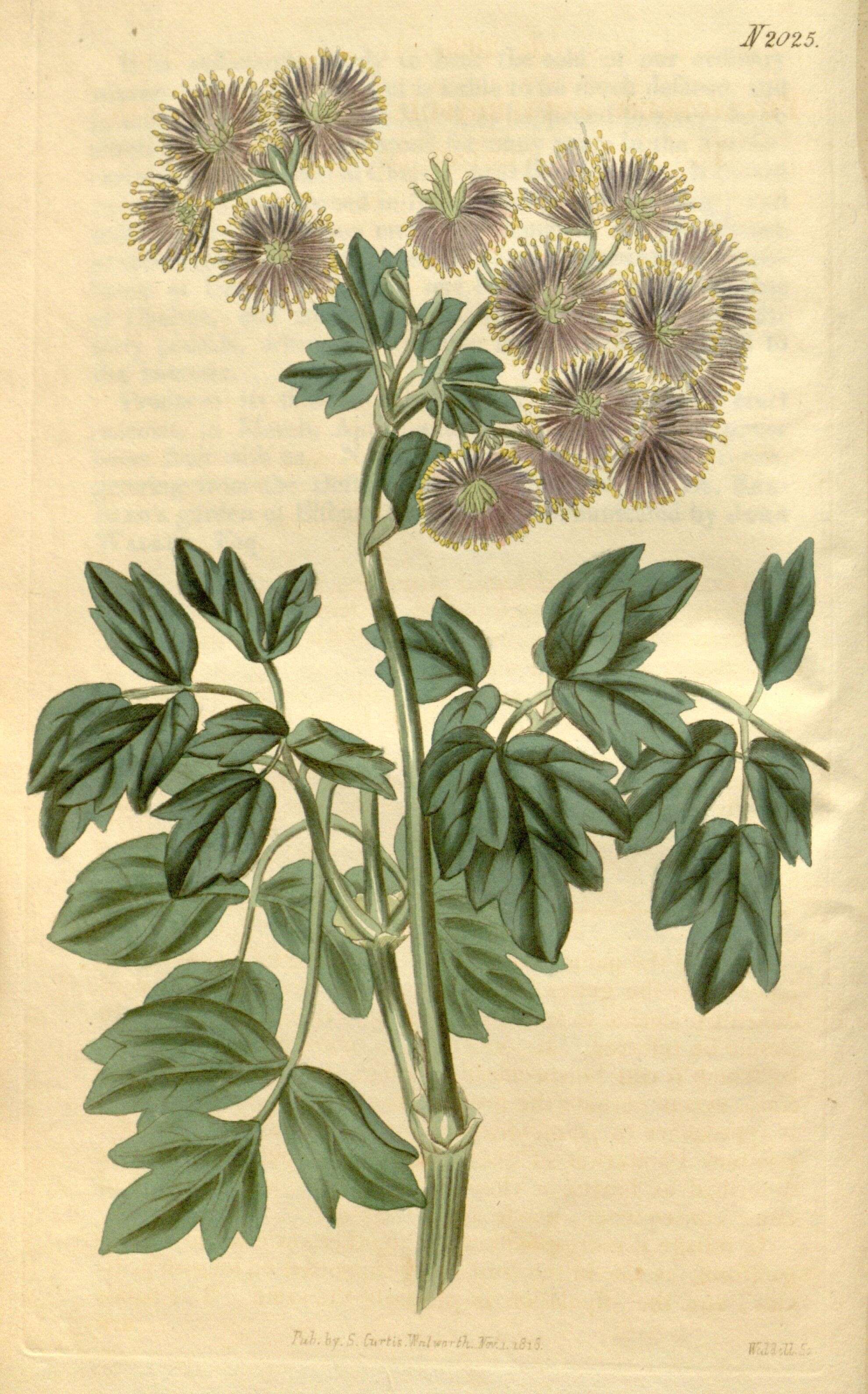 Image of Thalictrum