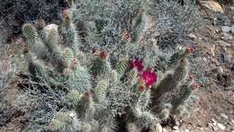 Image of Panhandle Prickly-pear