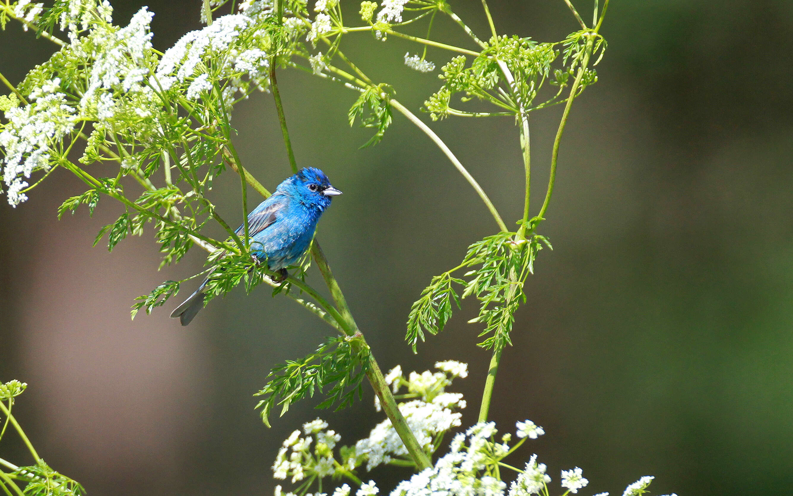 Image of Indigo Bunting