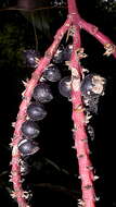 Image de Geonoma pauciflora Mart.