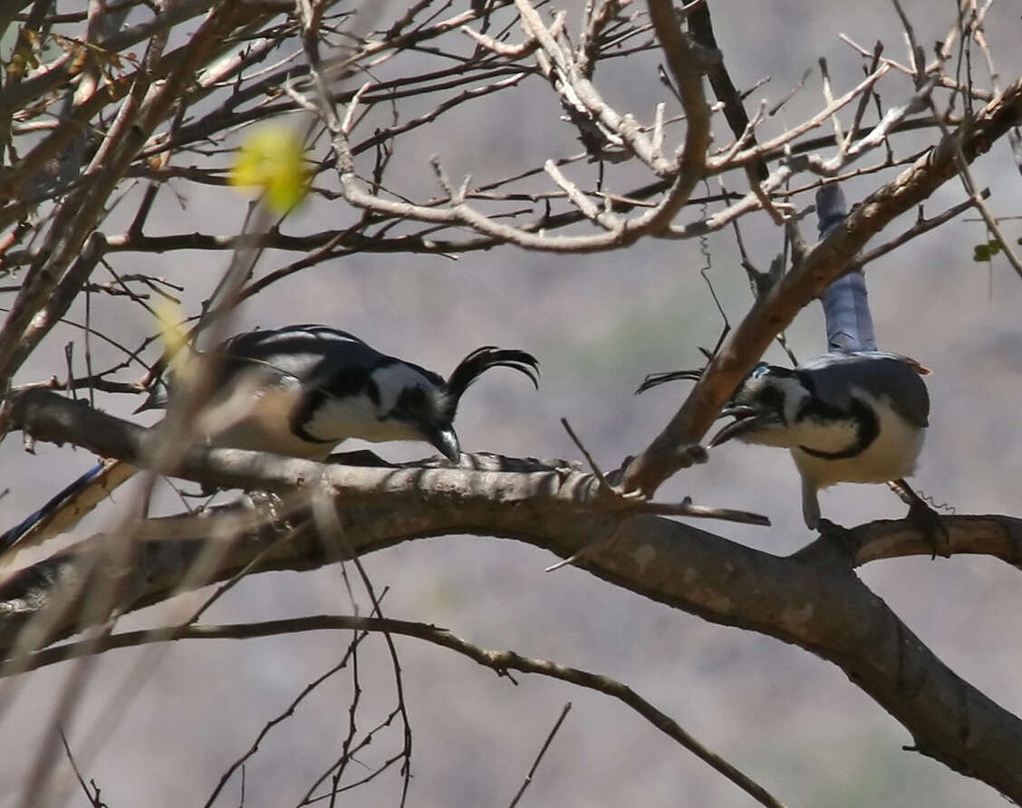 Image of Magpie-jay