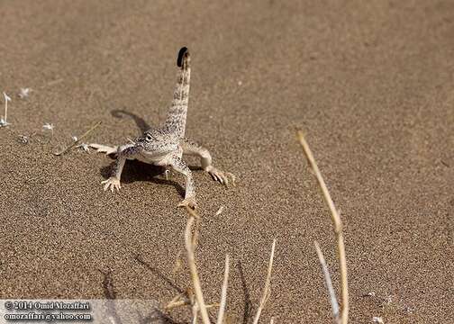 Image of Secret toadhead agama