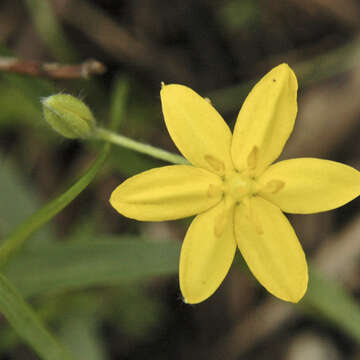 Image of common goldstar