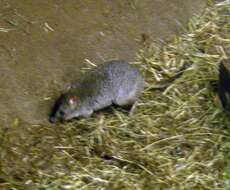 Imagem de Bettongia penicillata Gray 1837