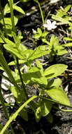 Слика од Moehringia lateriflora (L.) Fenzl