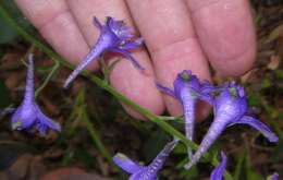 Plancia ëd Delphinium scopulorum A. Gray