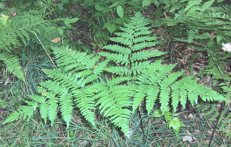 Image of brackenfern