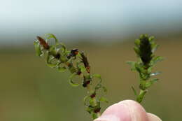 Image of western waterweed