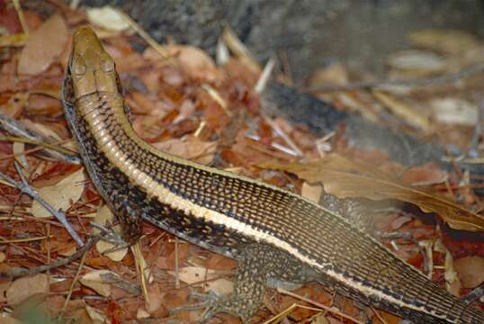 Image of western Girdled Lizard