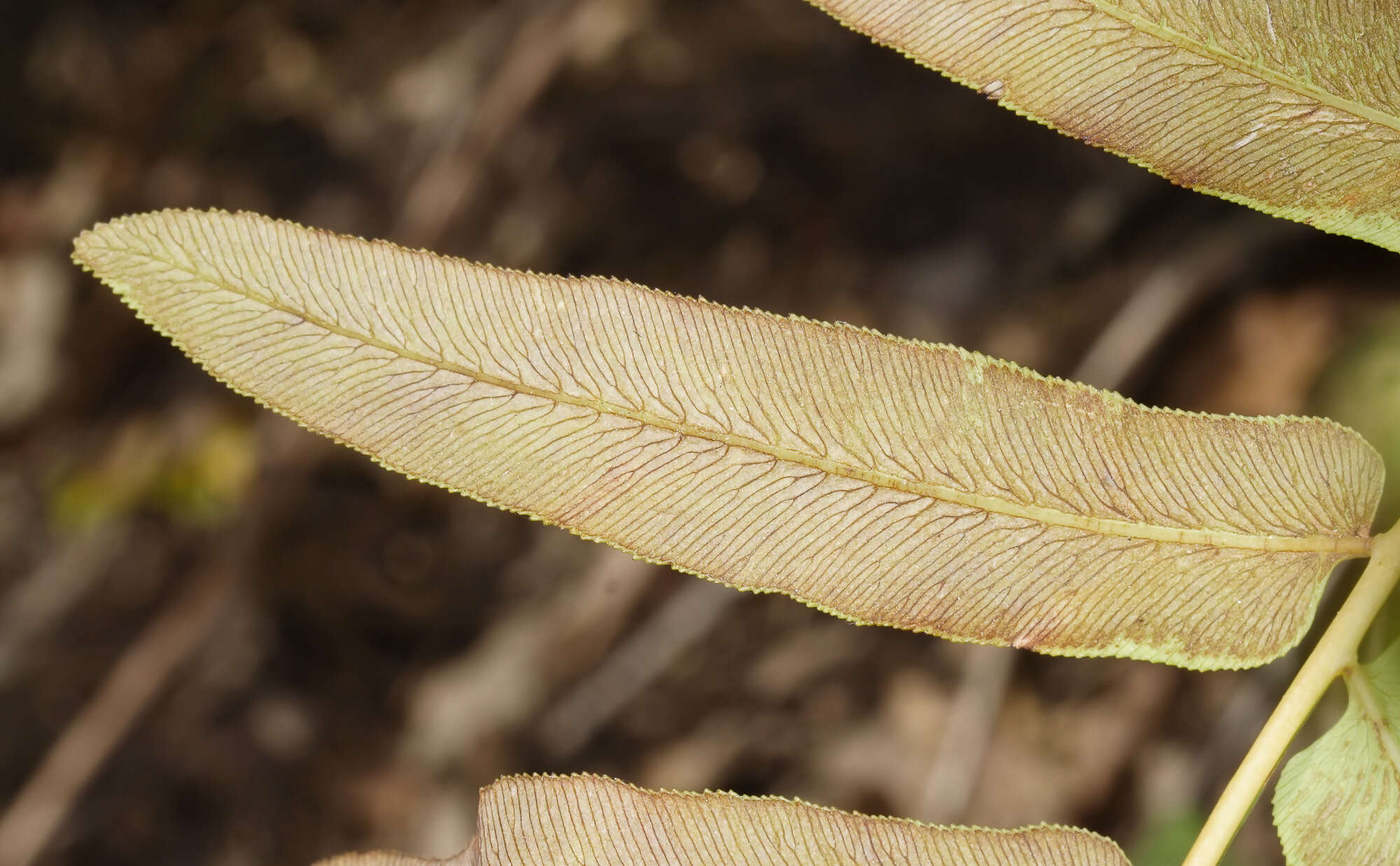 Image of Royal Fern