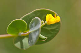 Image of crownvetch