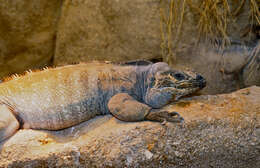 Image of Ground Iguanas