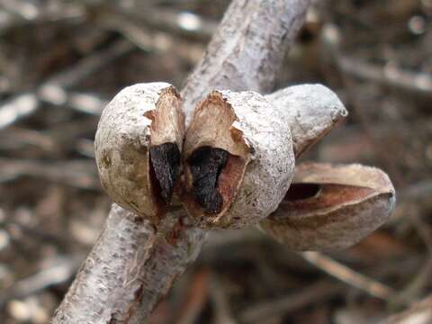 Image of Hakea dactyloides (Gaertn. fil.) Cav.