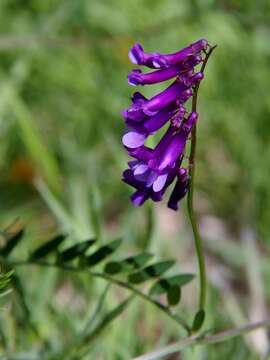 Imagem de Vicia villosa subsp. varia (Host) Corb.