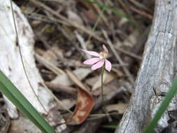 Image of Dusky fingers orchid