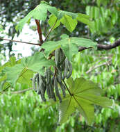 Cecropia latiloba Miq.的圖片