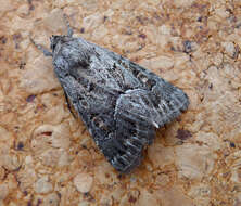 Image of straw underwing