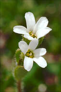 Plancia ëd Saxifraga androsacea L.